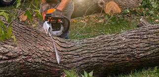 Malvern, PA Tree Services Company