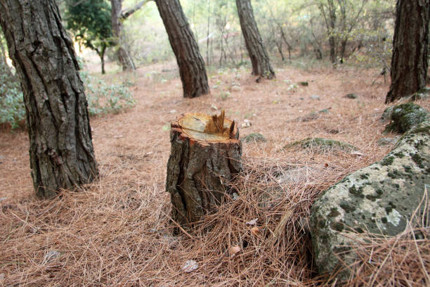 How Our Tree Care Process Works  in  Malvern, PA